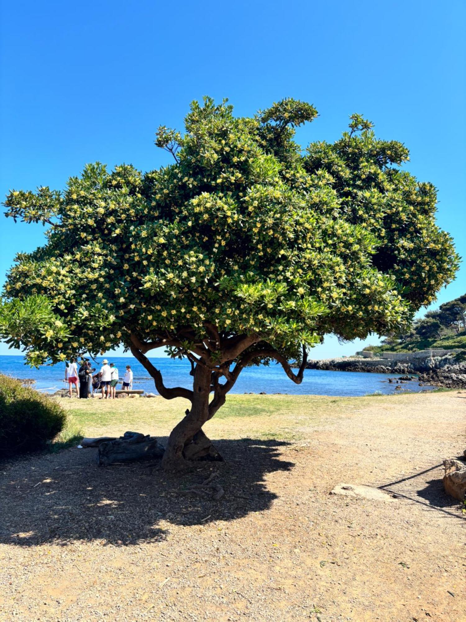 La Garoupe-gardiole Antibes